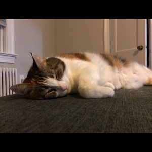 Meet your Posher, Lindsay